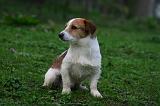 JACK RUSSEL 419